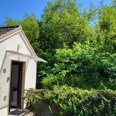 Oak 3 Km From Rock Of Cashel (Tipperary)